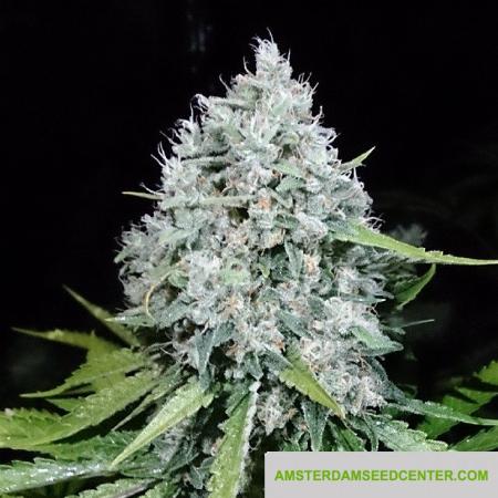 Image of 7/8 Sour seeds