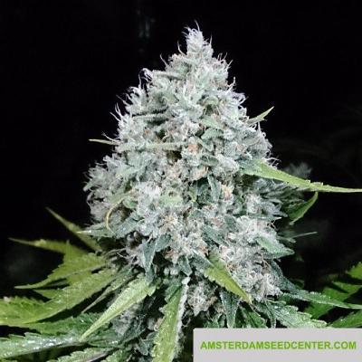 Image of 7/8 Sour seeds