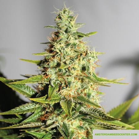 Image of Acapulco Gold seeds