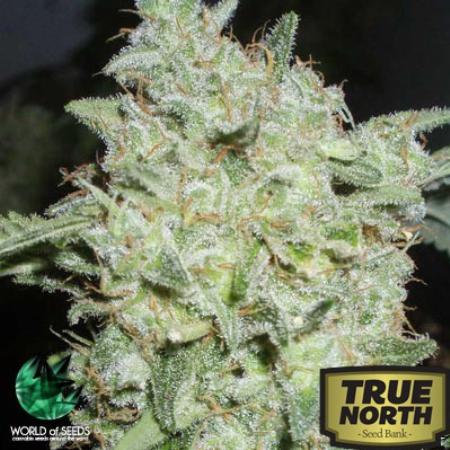 Image of Afghan Kush Special seeds