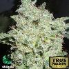 Thumbnail 5273 for Afghan Kush Special