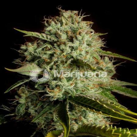 Agent Orange Seeds For Sale 39 Offers To Buy Agent Orange Seeds Online