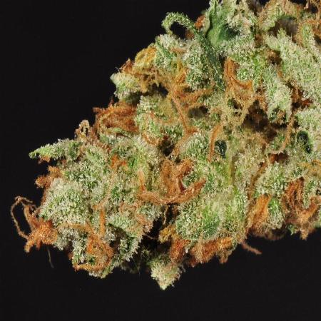 Agent Orange Seeds For Sale 39 Offers To Buy Agent Orange Seeds Online