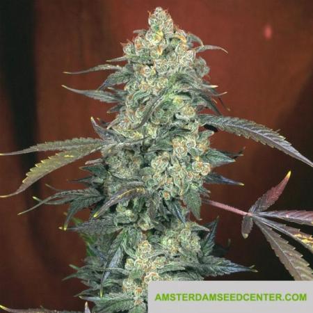 Image of AK-47