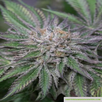 Image of Amherst Sour Diesel seeds