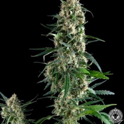 Image of Amnesia Gold seeds