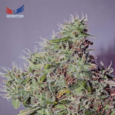 Image of Amnesia Mystery seeds