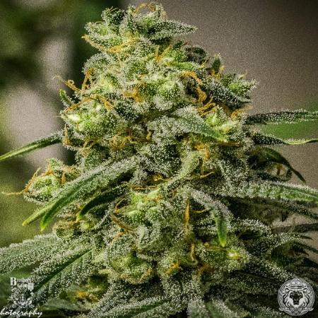 Apollo 13 Seeds For Sale 41 Offers To Buy Apollo 13 Seeds Online