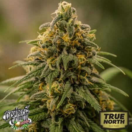 Image of Apollo XX seeds