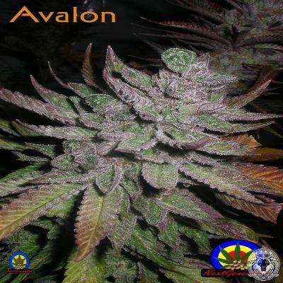 Image of Avalon seeds