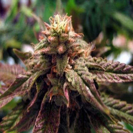 Image of BC Sweet God seeds