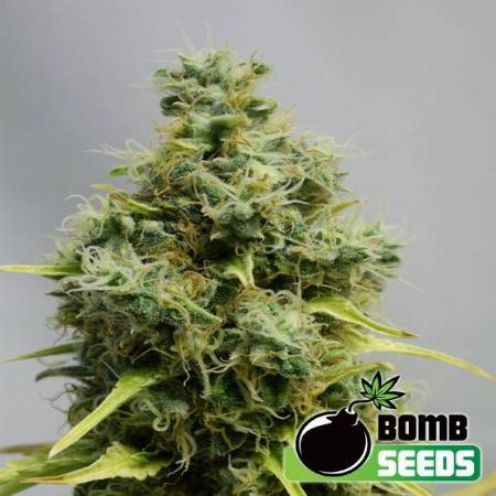 Image of Big Bomb seeds