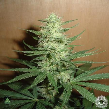 Image of Big Bud