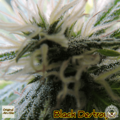 Image of Black Destroyer seeds