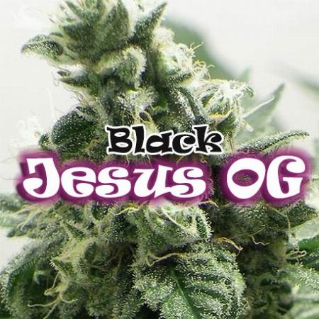 Image of Black Jesus OG seeds
