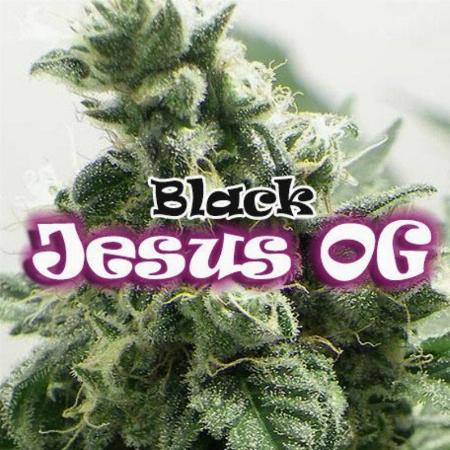 Image of Black Jesus OG