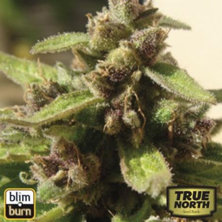 Image of Black Mamba CBD seeds