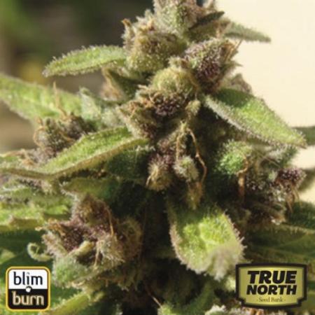 Image of Black Mamba CBD