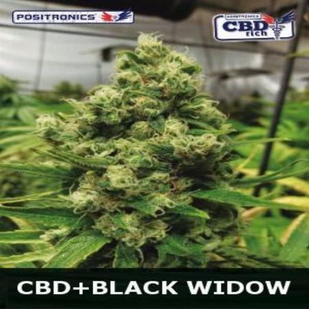 Image of Black Widow CBD seeds