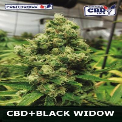 Image of Black Widow CBD