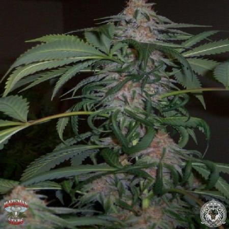 Image of Blue Bubba