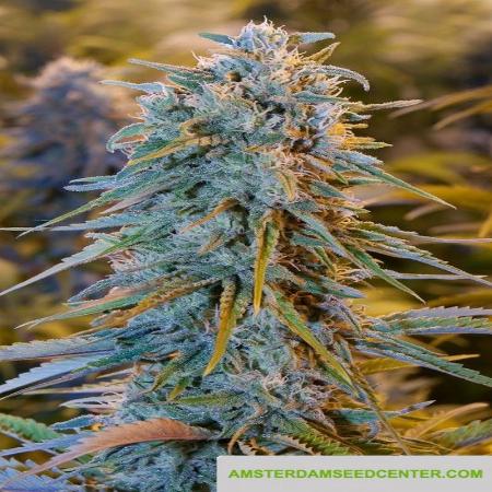 Image of Blue Dream