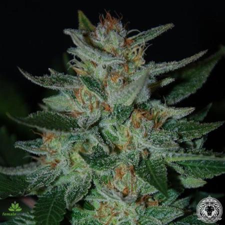Image of Blueberry Cheesecake