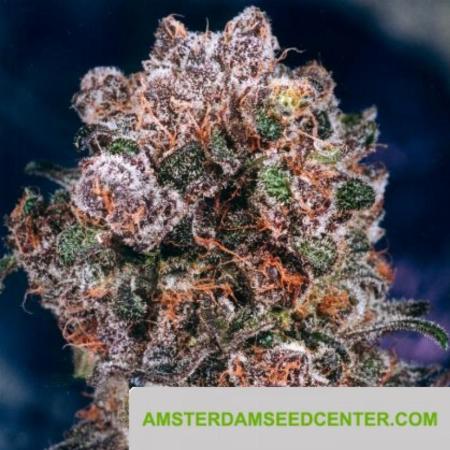 Image of Blueberry
