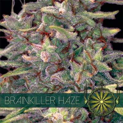 Image of Brainkiller Haze seeds