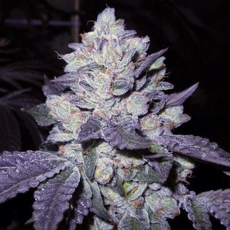 Image of Bubba Cookies