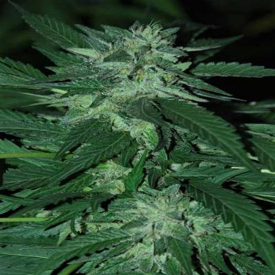 Image of Bubba Delight seeds