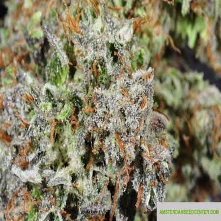 Image of Bubba Kush