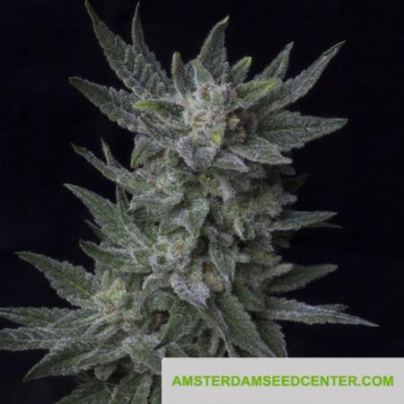 Image of Bubblegum