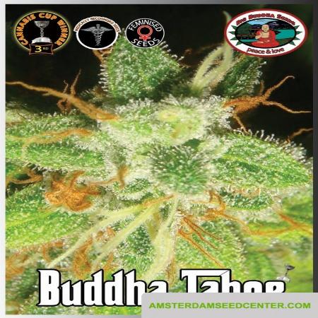 Image of Buddha Tahoe seeds