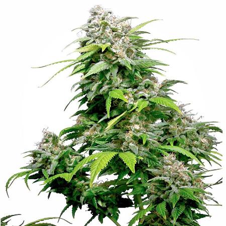 Image of California Indica seeds