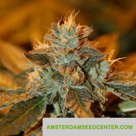 Image of Cataract Kush