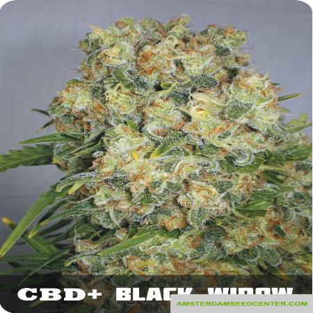 Image of CBD + Black Widow seeds