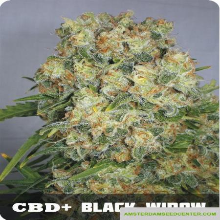 Image of CBD + Black Widow