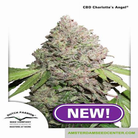 Image of CBD Charlotte’s Angel seeds