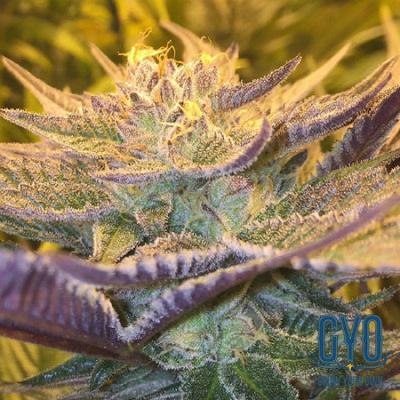Image of CBD Girl Scout Cookies seeds