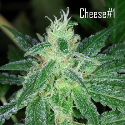 Image of Cheese #1 seeds