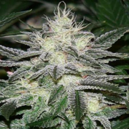 Image of Chem D seeds