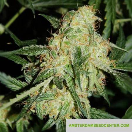 Image of Chocolope Kush