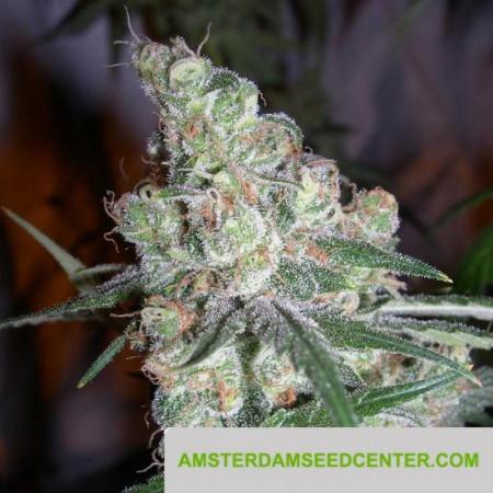 Image of Chocolope
