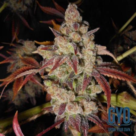 breed by Bodhi Seeds