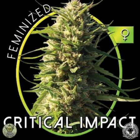 Image of Critical Impact seeds