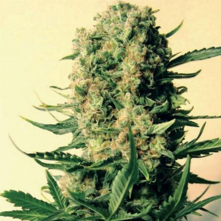 Image of Critical Skunk