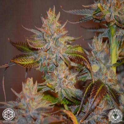 Image of Dank Sinatra seeds