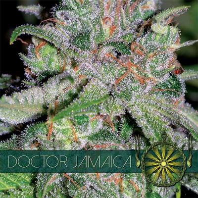 Image of Doctor Jamaica seeds