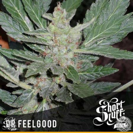 Image of Dr. Feelgood